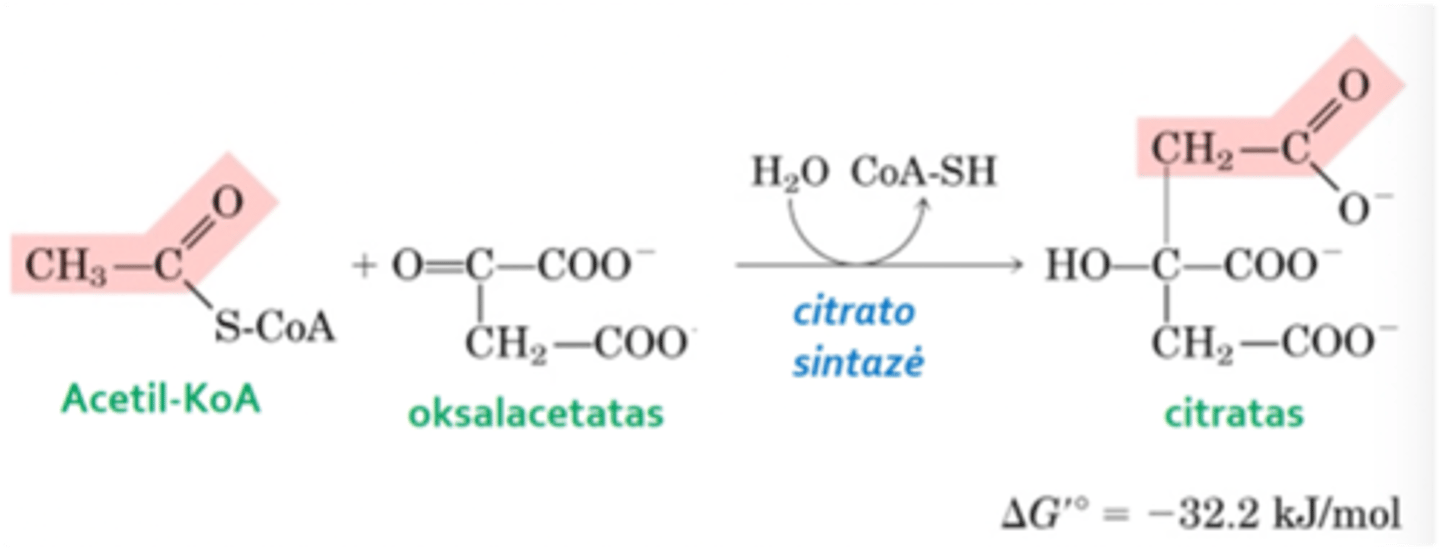 <p>1 reakcija. (klasė - transferazės), pernašos reakcija, kurios metu įvyksta Acetilo grupės pernaša oksalacetatui, susidaręs produktas – junginys citratas (vyksta kondensacija)</p>