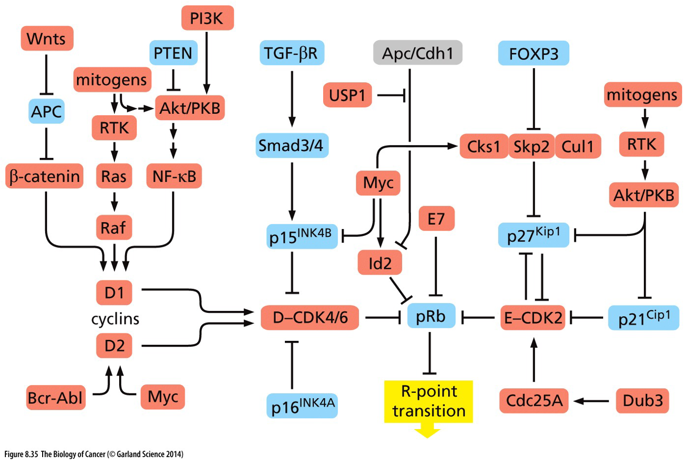 Red are oncogenes, and Blue are tumour supressors.