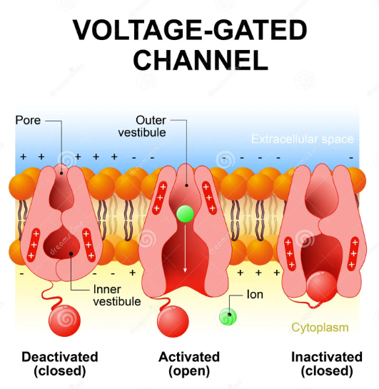 <p><span><strong><span>a.</span></strong></span><span style="font-family: "Times New Roman"; line-height: normal; font-size: 7pt;"><strong><span> </span></strong></span><strong>voltage-regulated channels</strong></p>