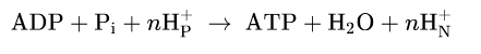 <p>PMF drives the synthesis of ATP as protons flow passively back into</p><p> the matrix through a proton pore in ATP synthase</p><p>Coupling= obligate connection between ATP synthesis and e flow through respiratory chain - neither can proceed without the other</p>