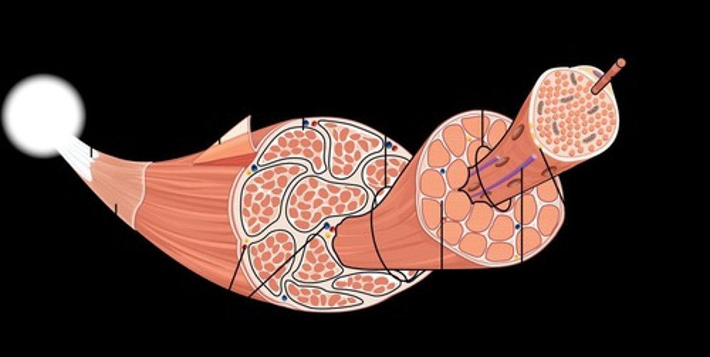 <p>Attach to the bone, involved with movement of bones, striated and strong, and is the only voluntary muscle tissue in the body.</p>