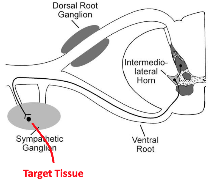 <p>Explain the activity of the sympathetic efferents based on what’s happening in this image.</p>
