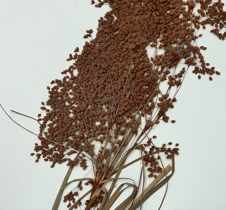 <p>Poales</p><p><span style="background-color: transparent;"><span>Cyperaceae</span></span></p><p><span style="background-color: transparent;"><em><span>Scirpus cyperinus</span></em></span></p><p><span style="background-color: transparent;"><span>in fruit</span></span></p>