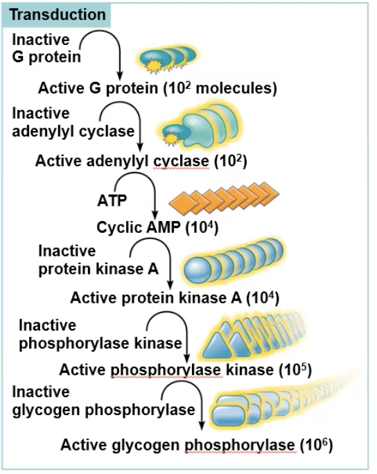 <p>A single binding can cause amplification, which is when <span>a small initial stimulus leads to a large and significant cellular response</span></p><p>Example: 1 epinephrin binding can create around 100 active G proteins that diffuse out and activate 100 enzymes, which will produce 1000 cAMP, which&nbsp;will bind to 1000 pK-A, which will phosphorylate 100000 phosphorylase kinase, which will phosphorolyze 1000000 glycogen phosphorolase, which will break down and release 100000000 glucose molecules out of the cell.</p>