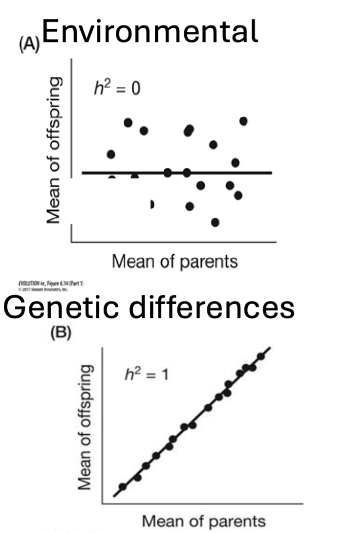 <p>Broad Sense Heritability (H2)</p>