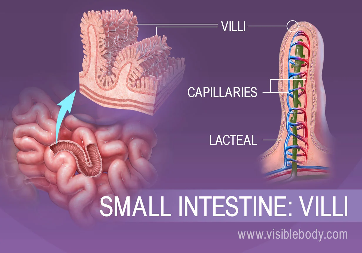 <p>Tiny, finger-like projections present in the lining of the small intestine. They increase the surface area for absorption, allowing nutrients to be efficiently taken up by the body.</p>