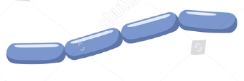 <p>Morphology name</p>