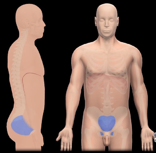 <p>pelvis (region inferior to the pelvic brim of the hip bones)</p>