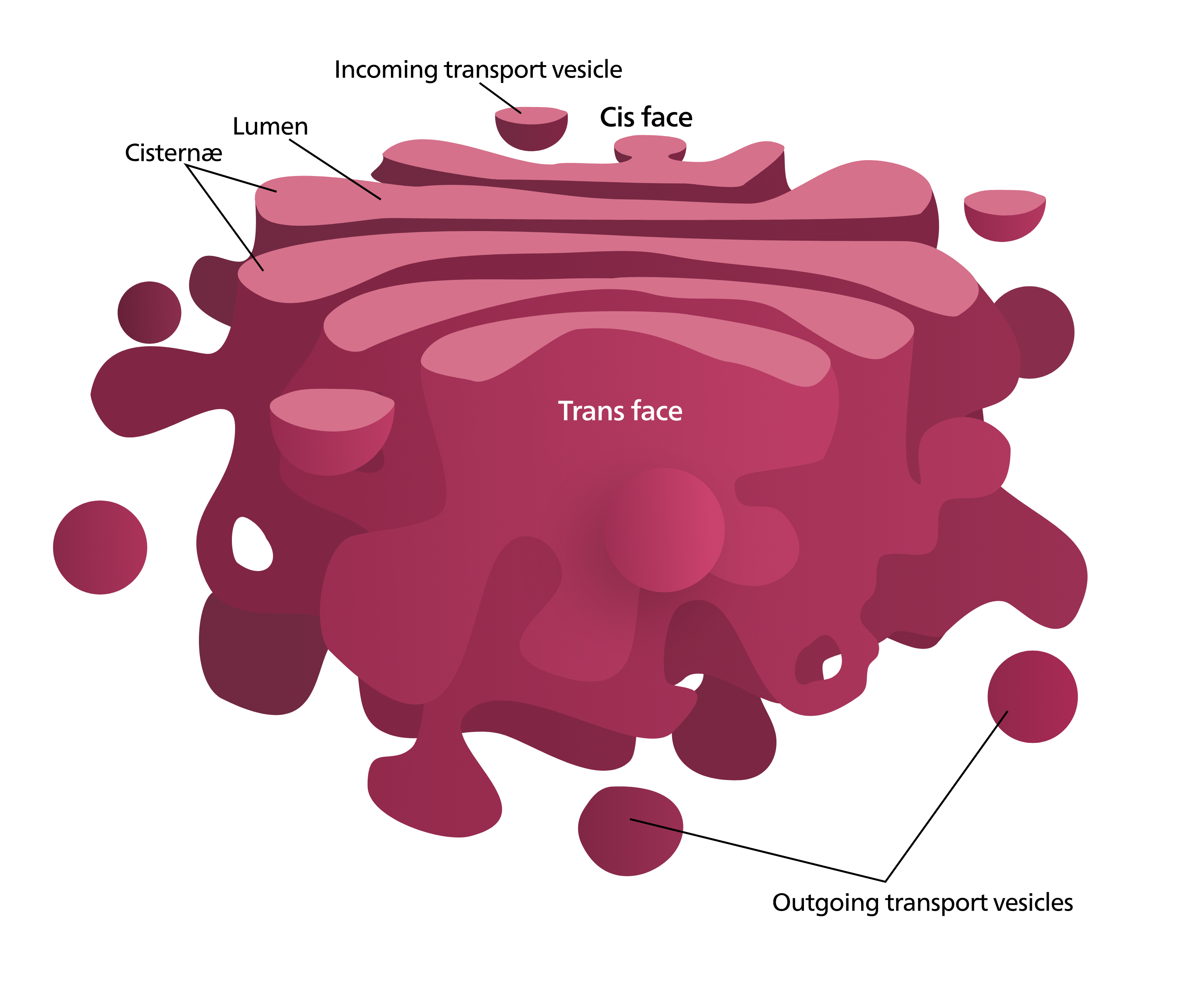 <p><u>Golgi Apparatus:</u> the "post office" of the cell, helping ____ and modify proteins, packaging proteins/ lipids into ________, sending these vesicles to their intended intra or extracellular destination.&nbsp;</p><ul><li><p><u>Cisternae:</u> flattened membranous sacs, each Cisternae is not connected.&nbsp;</p></li><li><p><u>Directionality:</u> allows for smooth transfer between ER and other locations.&nbsp;</p></li><li><p><u>Cis Face:</u> receives vesicles from the ER.&nbsp;</p></li><li><p><u>Trans Face:</u> sends vesicles back out into cytosol to other locations or to the plasma membrane for ________.&nbsp;</p></li></ul><p></p>