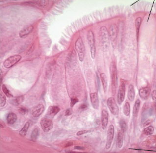 <ol><li><p><strong>Name the tissue type</strong></p></li><li><p><strong>Name the cell type</strong></p></li><li><p><strong>Know where it is found in the body</strong></p></li><li><p><strong>Know its function.</strong></p></li></ol><p></p>