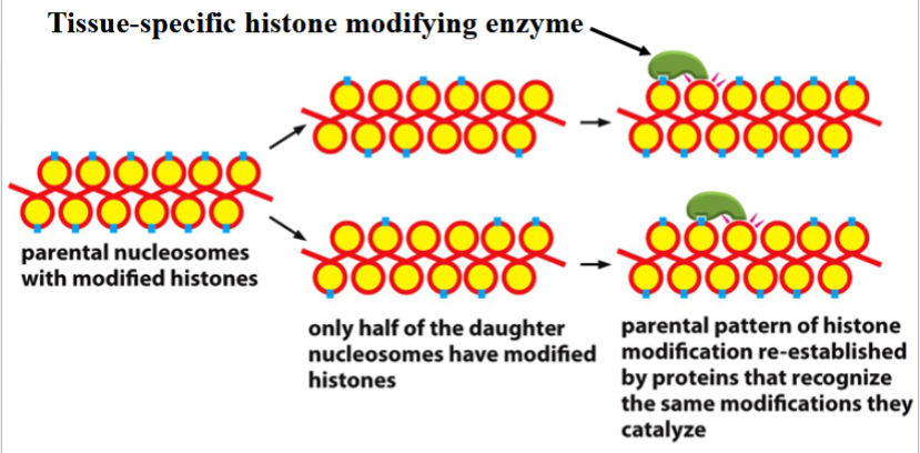 <p>tissue-specific histone modifying enzyme is preserved throughout cell division and passed on to daughter cells</p><p>^so that enzyme can restore parental patterns of histone modifications and chromatin condensation (because only half of the daughter nucleosomes from a parent have modified histones, so they must be re-established by the enzyme)</p><p>see picture for better detail</p>