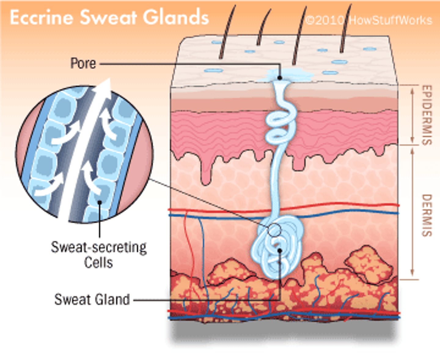 <p>-secrete to the surface (epidermis)</p><p>-located in the dermis</p>