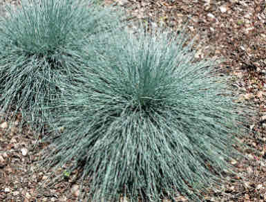 <p><span>Festuca ovina var. glauca</span></p><p><span>Blue Fescue</span></p>