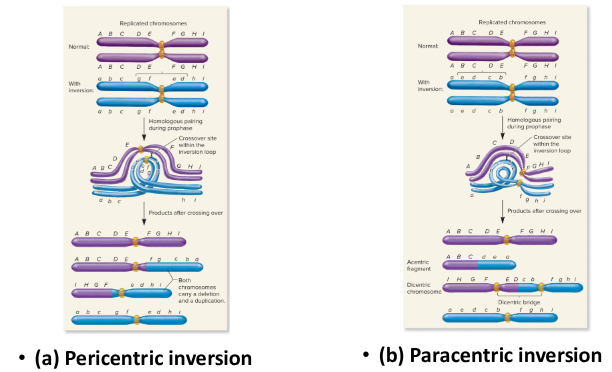 <p>Individuals with one copy of a normal chromosome and one copy of an inverted chromosome. Some of these individuals may be phenotypically normal, but they have a higher probability of producing gametes that are abnormal in their total genetic content due to crossing over within the inverted segment.</p>