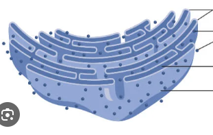 <p>-Is studded with chromosomes </p><p>-Process proteins to exported from the cell </p>