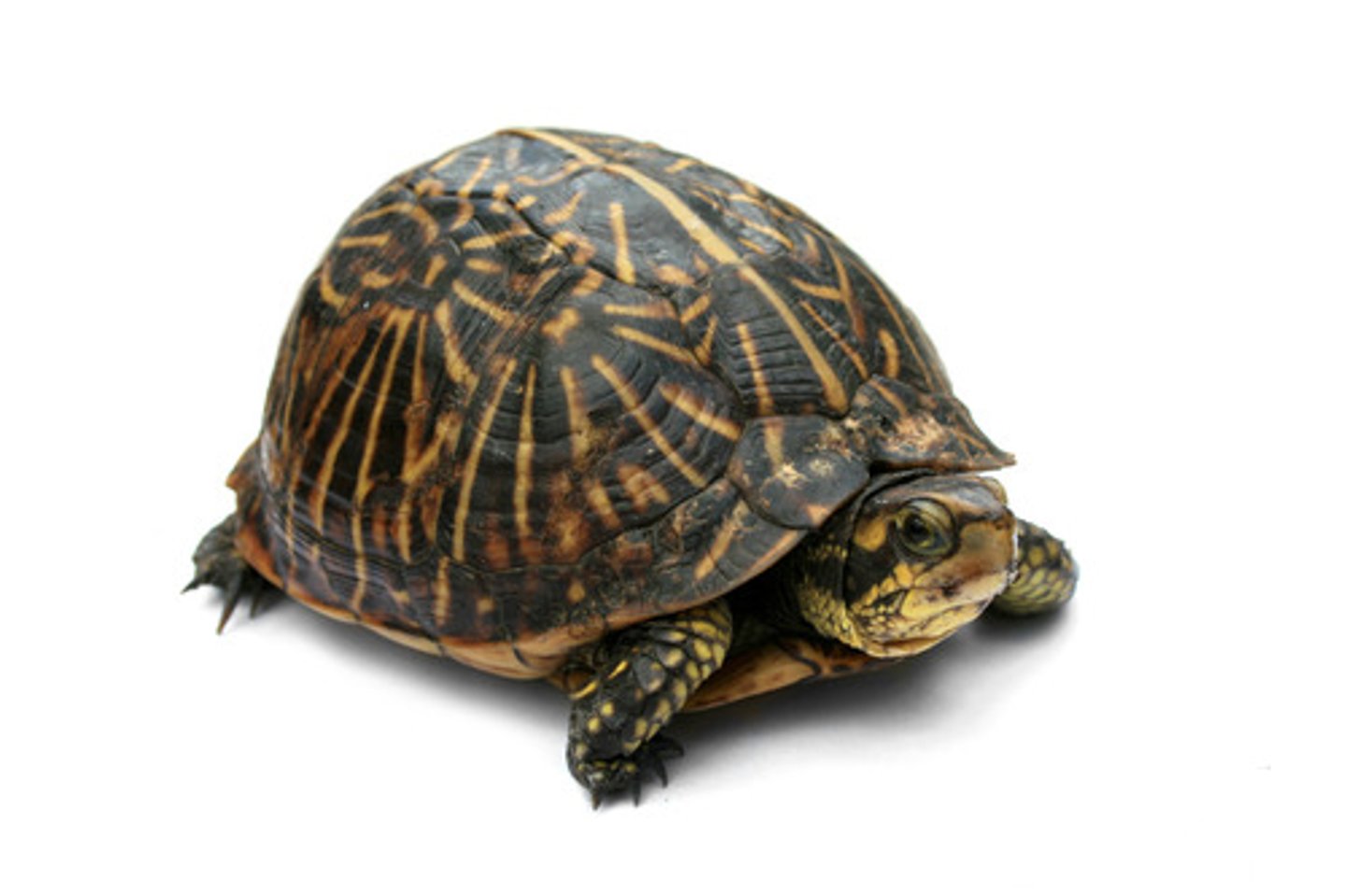 <p>une tortue</p>
