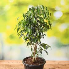 <p><span>Ficus benjamina / Benjamin Fig</span></p>