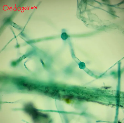 <p>What is oedogonium’s body form and environment?</p>