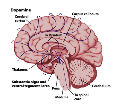 <ol><li><p>in the brainstem in the substantia nigra </p></li><li><p>ventral tegmental area (decision making)</p></li></ol><p></p>