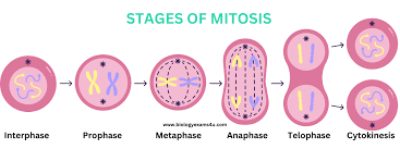 <p>Stages of Mitosis</p>