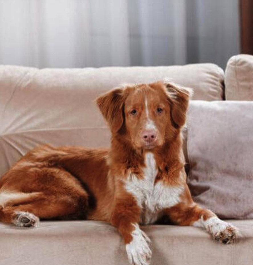 <p><span><span>• Heeft de eigen schappen van een goldenretriever</span></span></p>