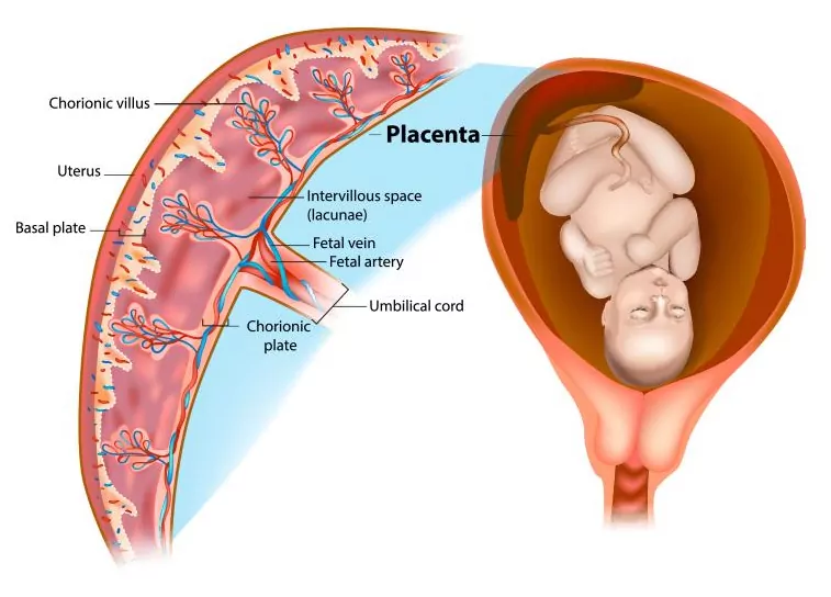 <p>a temporary organ that develops during pregnancy to support the fetus; material and fetal side that is connected to the fetus via the umbilical cord; facilitates the transfer of oxygen, nutrients and waste between mother and fetus</p>