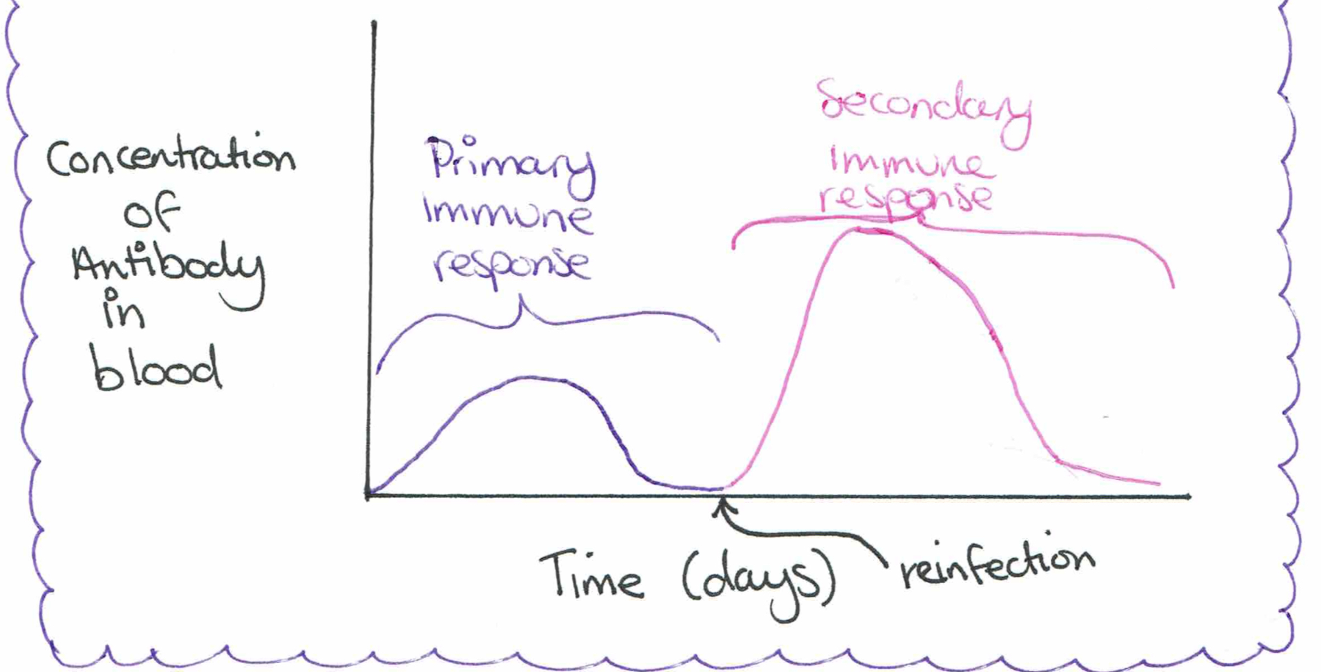 <p>The secondary response produces a higher concentration of antibodies faster and for a longer duration than the initial exposure.</p>