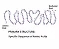 <p><span>- Covalent bonds - dehydration synthesis</span><br><span>- Peptide bonds between amino acid backbone (strongest)</span></p>