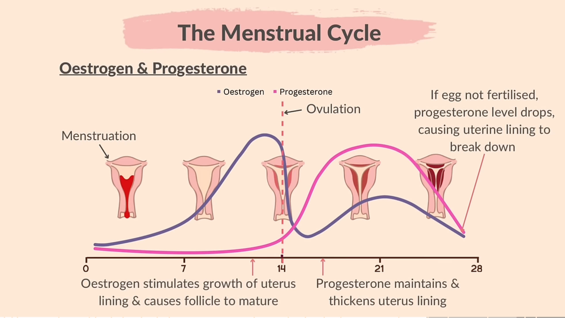 <ol><li><p>Days 1 to 14 Estrogen stimulates growth of uterus and causes follcile to mature. Days 14 to 28 progesterone maintains and thickens uterus lining. 2. First few days, low levels of estrogen and progesterone. 3. Afterwards, level of estrogen starts to increase, leading to the thickening of the uterine lining. Progesterone levels remain low during this time. 4. On day 14 ovulation takes place and causes sharp increase in estrogen levels and a little increase in progesterone levels. 5. Then follicle ruptures and forms corpus luteum, and produces high levels of progesterone to prepare the uterus for potential pregnancy. Estrogen levels also increase. 6. If pregnancy doesn’t occur, the corpus luteum breaks down, causing a drop in estrogen and progesterone levels, leading to menstruation</p></li></ol><p></p>