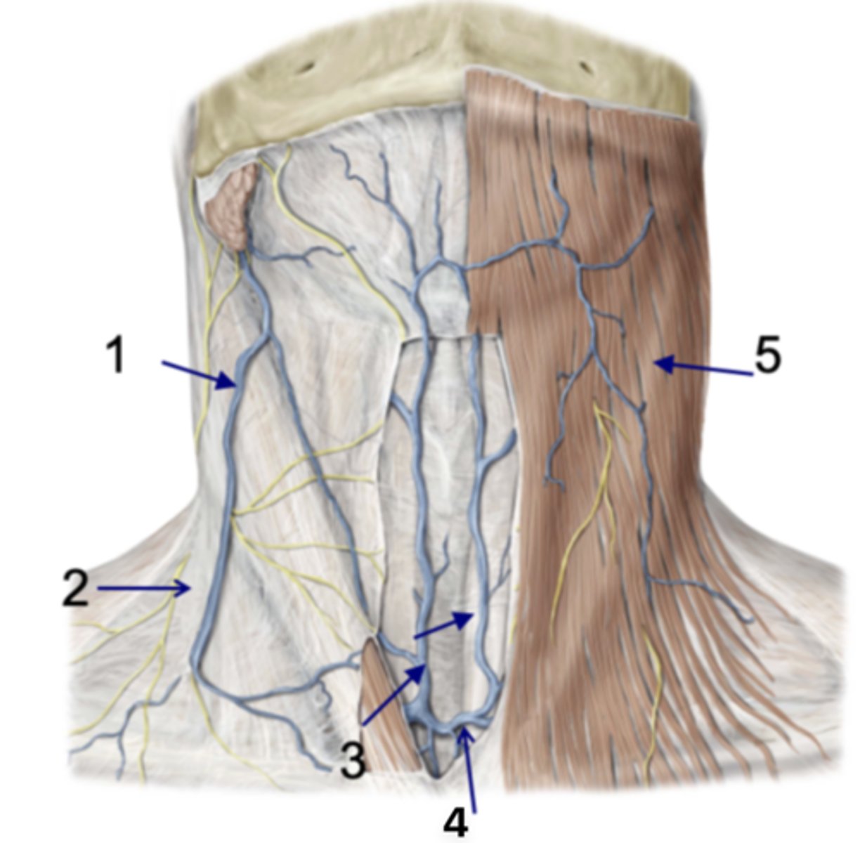 <p>Identify the structure at #1</p>
