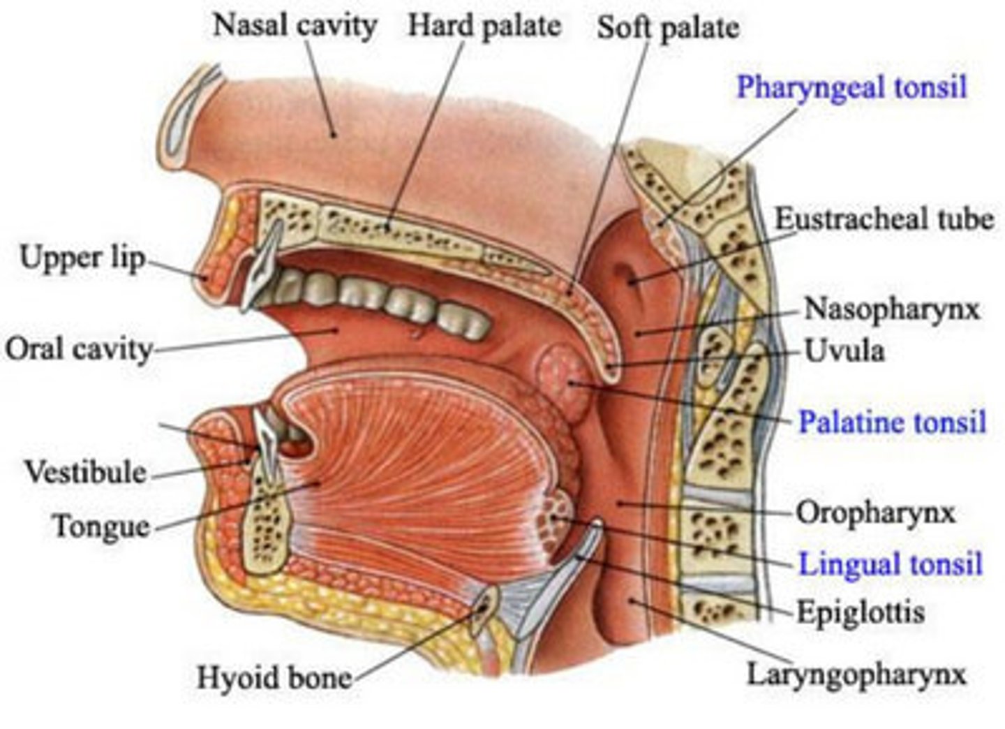 <p>- collection of lymphoid tissue found in areas of the pharynx</p><p>- they play a role in immune system</p><p>- there are 3 tonsils (palatine, pharyngeal and lingual tonsils)</p>