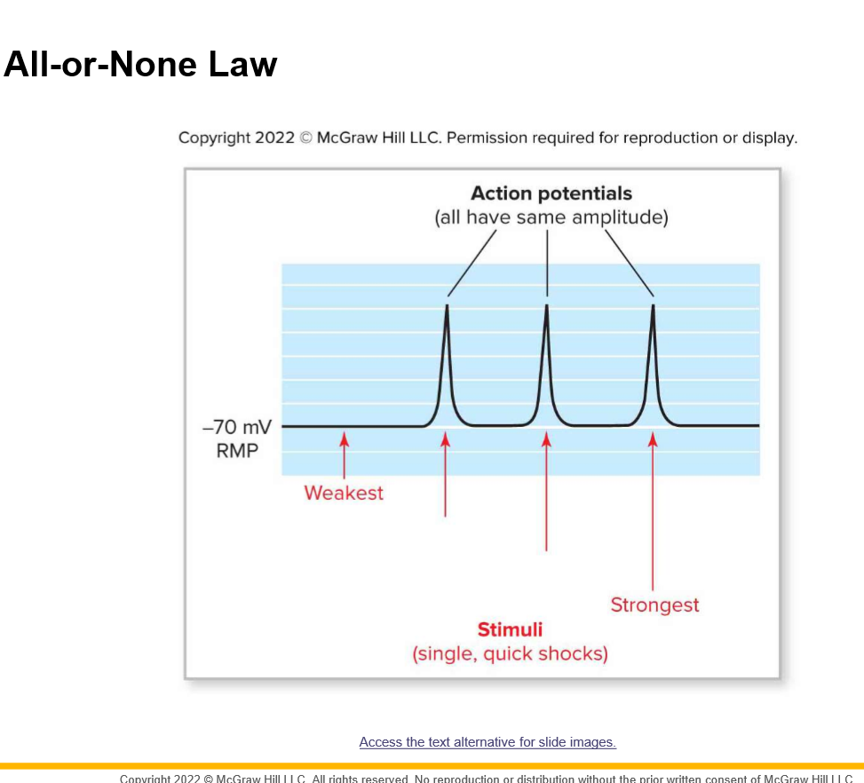 action potential
+30
