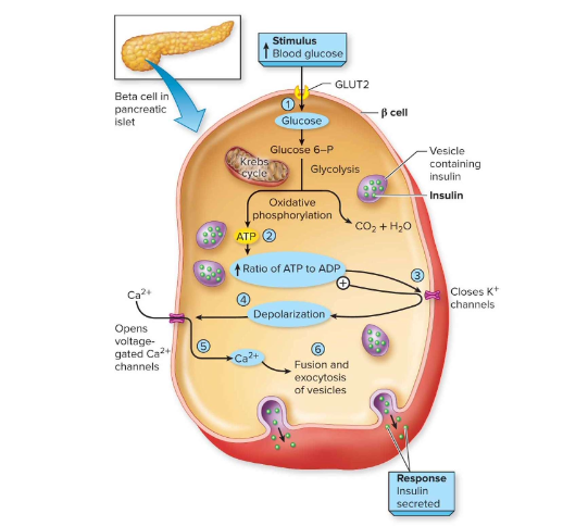 <p>How is insulin secreted from β-cells?</p>