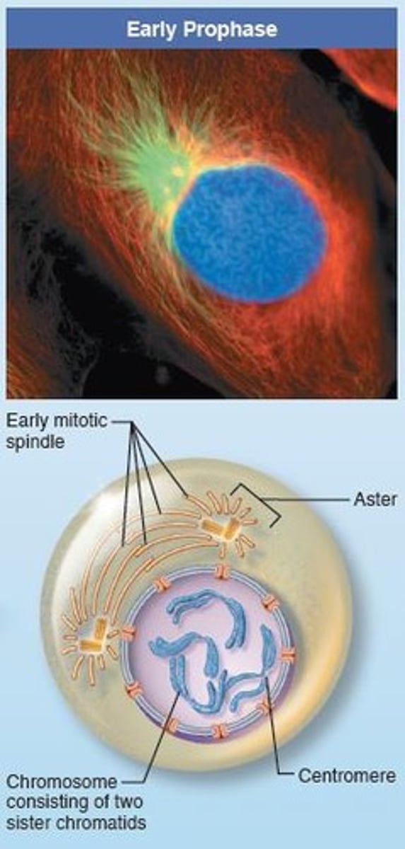 <p>Chromatin condenses into visible chromosomes, and microtubules begin to form the mitotic spindle.</p>