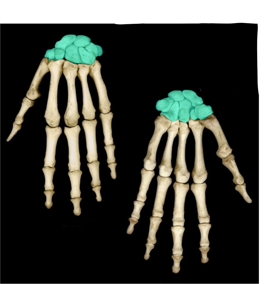 <p>Which hand is this?</p>