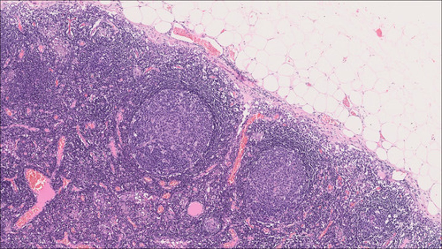 <p>What organ is this?</p>