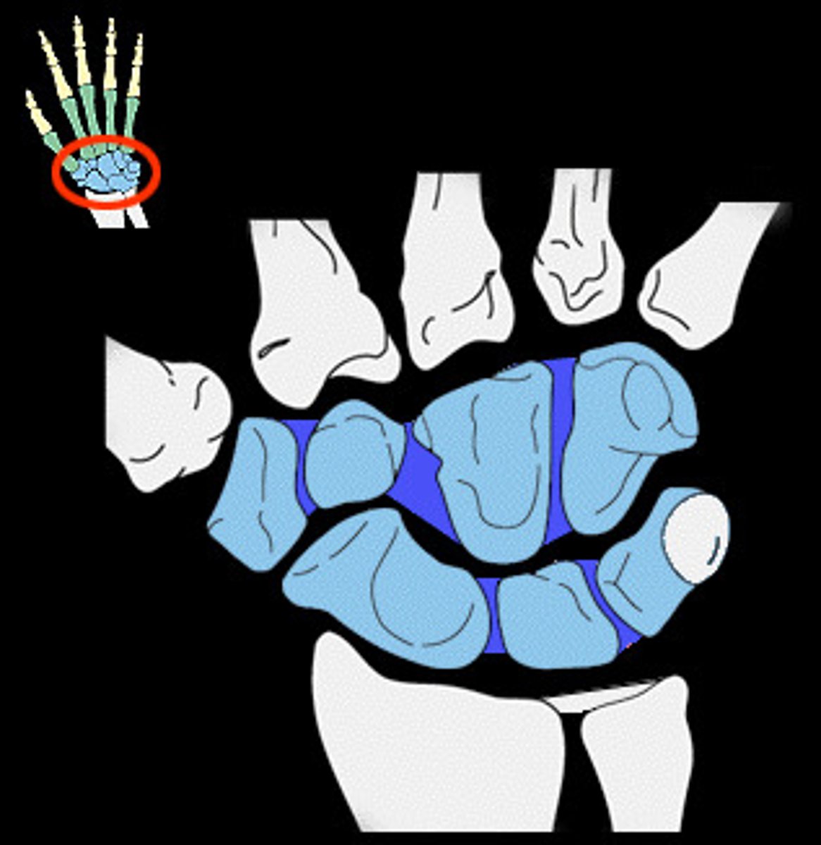 <p>between adjacent carpals within each row</p>