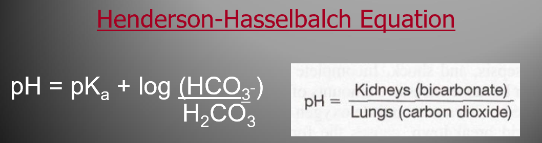 <p>H<sub>2</sub>O + CO<sub>2</sub> « H<sub>2</sub>CO<sub>3</sub> « H<sup>+</sup> + HCO<sub>3</sub><sup>-</sup></p><ul><li><p>Your kidneys control bicarbonate,</p><ul><li><p>your lungs control carbon dioxide.</p></li></ul></li><li><p>The pH of your blood depends on the balance between these two.</p></li><li><p>The Henderson- Hasselbalch equation shows how they're related (shown in the pic)</p><ul><li><p>Basically, Kidney function divided by lung function."</p></li></ul></li></ul><p></p>