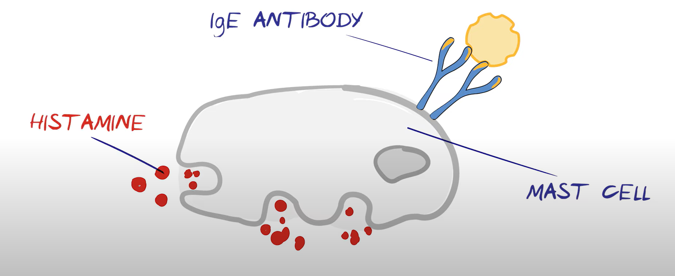 <ol><li><p>incorrect identification of antigen</p></li><li><p>mast cells have IgE antibodies attached to them, they explode with histamine when allergen encountered</p></li><li><p>2nd encounter moves because they have attached to mast cells and know the antigen</p></li></ol><p></p>
