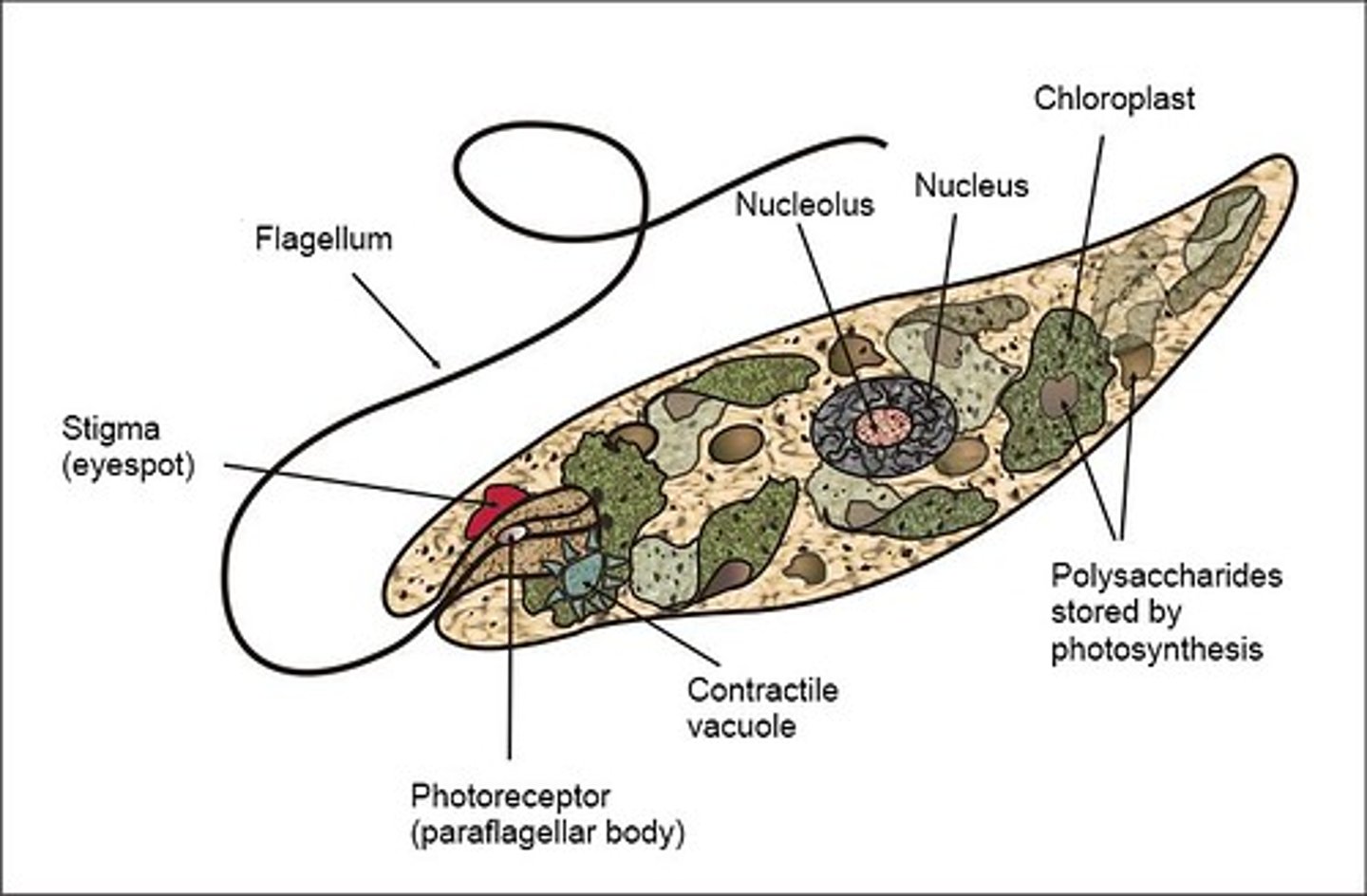 <p>unicellular</p><p>terminal flagellum</p><p>no cell wall</p><p>contain chloroplasts with chlorophyll</p><p>eyespot can receive light</p><p>contractile vacuole to regulate water</p>