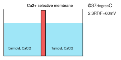 A solution of 5mmol/L is separated from a solution of 1umol/L  \n CaCl2 by a membrane that is selectively permeable to Ca2+,  \n but is impermeable to Cl-.  \n What is the magnitude of the potential difference that is  \n generated across the membrane?