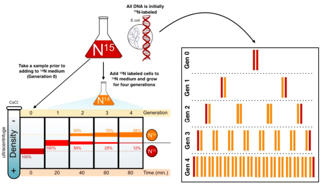 <ul><li><p>2 bands were produced: 1 in the same position as the intermediate band &amp; 1 in a higher position indicating semi-conservative replication</p></li><li><p>it cant be dispersive as all the molecules would have bits of old &amp; new DNA, making it impossible to get a "purely light" molecule.</p></li></ul>