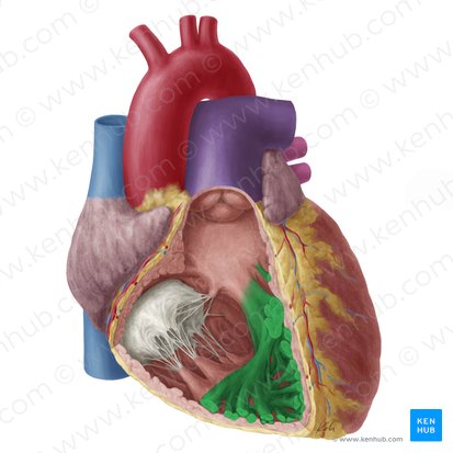 <ul><li><p>muscular ridges that make up the surface of most of the ventricular wall</p></li></ul><p></p>