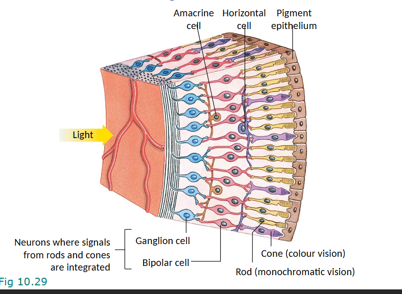 <p>all vertebrates have inverted retina</p><p>light goes through ganglion cells, then bipolar cells (both are neurons where signals from rods and cones are integrated) and then rods and cones</p><p>photoreceptors (rods and cones) don’t make APs even though they’re neurons; only ganglion cells do</p>