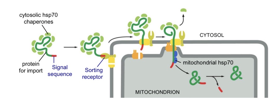 <p>Mitochondria and chloroplasts have own genomes and ribosomes</p><ul><li><p>But most proteins are nuclear encoded</p></li></ul><ul><li><p>Unfolded to transport through transmembrane proteins</p></li><li><p>Asociated with<span style="color: yellow;"> cytosolic hsp70 chaperone proteins</span></p></li></ul><p>In matrix — <span style="color: yellow;">mitochondrial hsp70 </span>fold protein into shape</p><ul><li><p><span style="color: rgb(0, 255, 67);">Signal cleaved</span></p></li></ul><p></p>