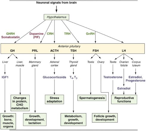<ul><li><p>Secretes a range of hormones in response to “releasing hormone” signals from the hypothalamus.</p></li><li><p>Hormones released:</p><ul><li><p>ACTH</p></li><li><p>TSH</p></li><li><p>FSH</p></li><li><p>LH</p></li><li><p>GH</p></li><li><p>PRL</p></li></ul></li></ul><p></p>