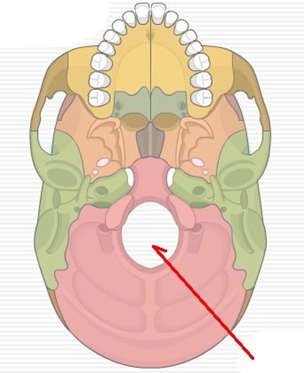 <p>allows the spinal cord to join with the brain stem</p>
