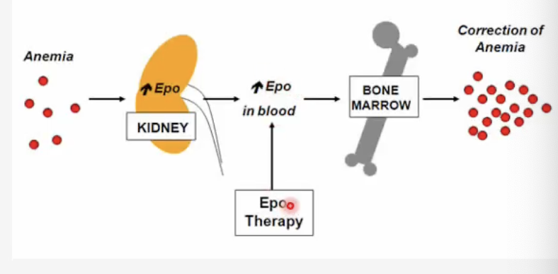 <p><strong>Mechanism of Action:</strong></p><ul><li><p>Recombinant erythropoietin analogs bind to <strong>erythropoietin receptors</strong> on erythroid progenitors → stimulate <strong>RBC production</strong>.</p></li></ul><p></p>