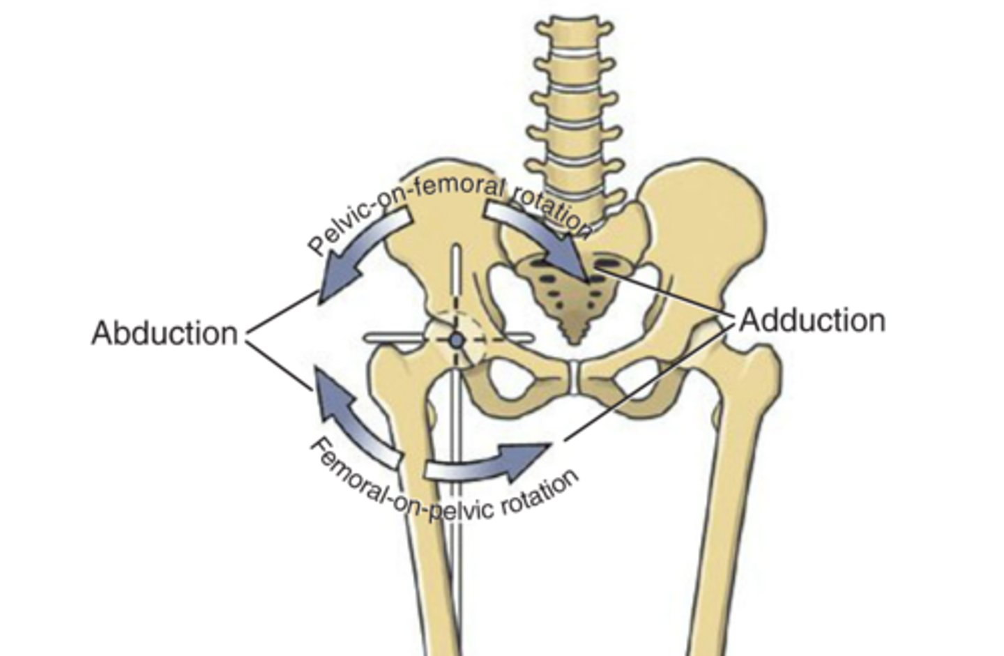 <p>1. In adduction (Femoral-on-pelvic), what is the roll and glide?</p>
