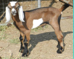 <p>What breed is this?</p>